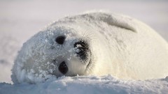 Snow harp Seals