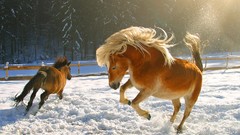 Snow Horses