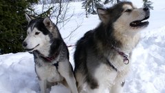 Snow Huskies