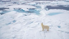 Snow ice Polar Bears snow landscapes