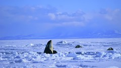 Snow ice Seals WTF killer whales snow landscapes