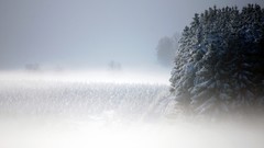 Snow landscapes