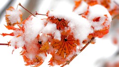 Snow leaf autumn red