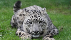 Snow leopard high Resolution