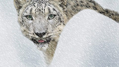 Snow leopards