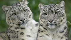 Snow leopards