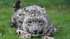 Snow leopards