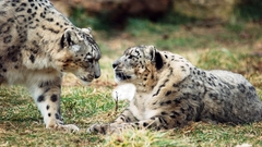 Snow leopards