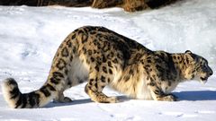 Snow leopards