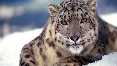 Snow leopards