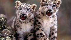 Snow leopards