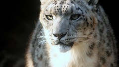 Snow leopards