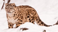 Snow leopards