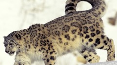 Snow leopards irbis