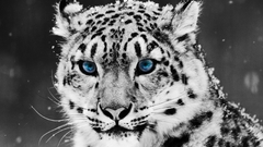 Snow leopards selective coloring