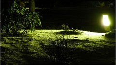 Snow light Green Plants