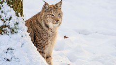 Snow lynx
