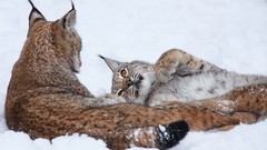 Snow lynx