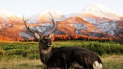 Snow Mountains deer