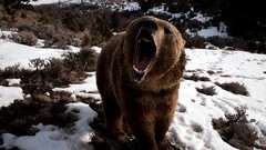 Snow Mountains paint Bears artwork