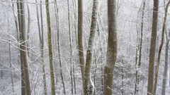 Snow Mountains Tennessee forests
