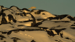 Snow National geographic foxes