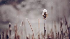 snow nature winter spikelets depth of field Plants