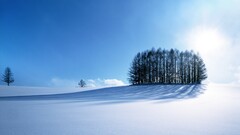 snow nature winter sunlight Trees landscape shadow