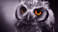 Snow night Birds Owls