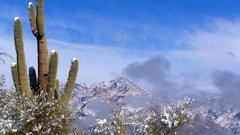 Snow on cactus high