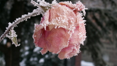 Snow on rose cold