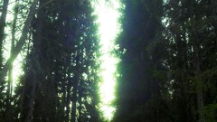 Snow peace sweden solitude forests