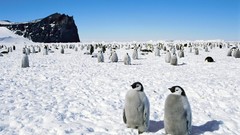 Snow Penguins
