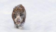 Snow pigs