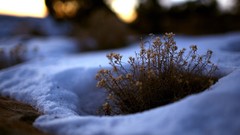 Snow Plants