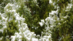 Snow Plants