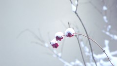 Snow Plants