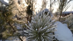 Snow Plants frost bokeh