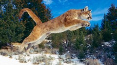Snow puma jumping