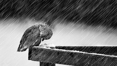 Snow rain Birds grayscale