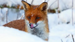 Snow red foxes