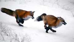 Snow red running foxes