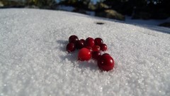 Snow red white fruits
