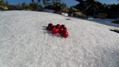 Snow red white fruits