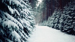 Snow roads paths forests