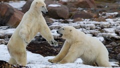 Snow rocks Polar Bears