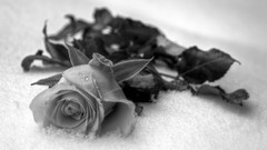 Snow roses grayscale