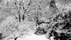 Snow scene hey looking