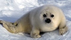 Snow Seals Animals