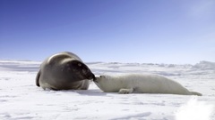 Snow Seals Animals wildlife